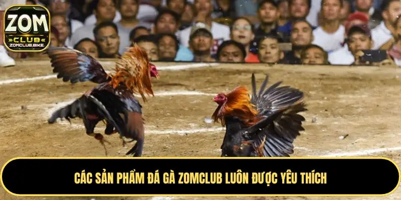 Trang chủ 234 Các sản phẩm đá gà Zomclub luôn được yêu thích